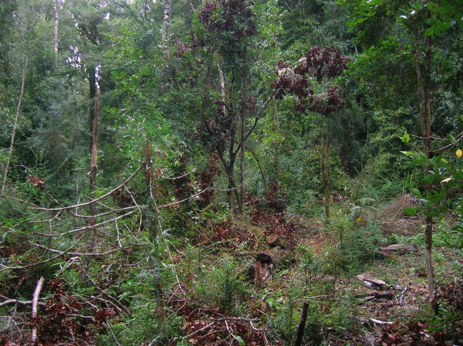 Desarrollarán estrategias para recuperar  bosques nativos