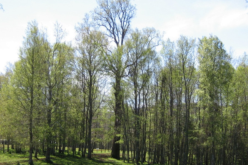 Revista Bosque publicó sus primeros manuscritos de 2026