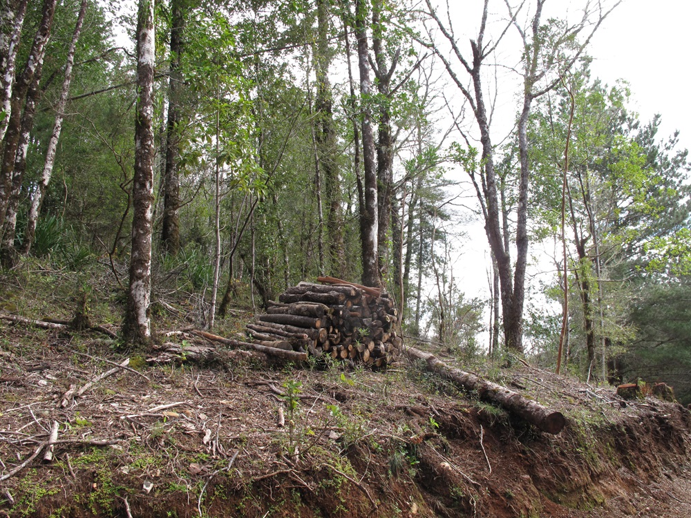 Innovador proyecto busca satisfacer demanda de pellet a través de residuos forestales en Los Ríos