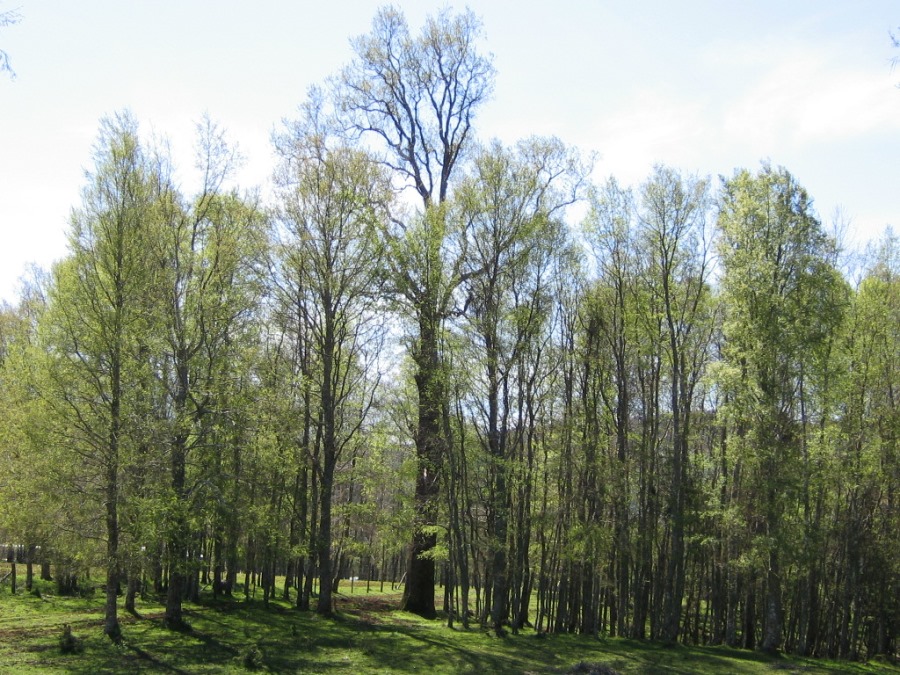 Revista Bosque publicó sus primeros manuscritos de 2026