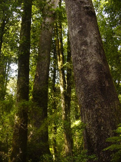 Invitan a seminario sobre regeneración en bosques cosechados del tipo CORATE
