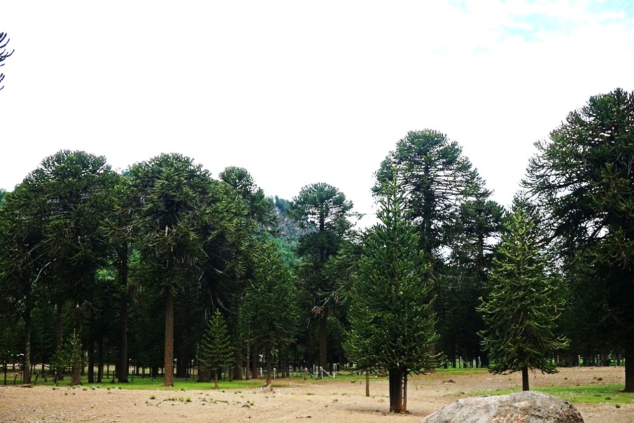Dr. Rodrigo Morales: “Araucaria es una especie fascinante desde el punto de vista de su resiliencia frente a estrés”