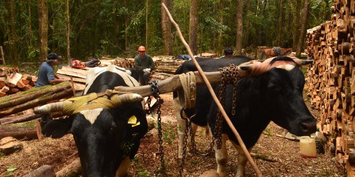 Último Encuentros ConCiencia del 2017 abordará el manejo sostenible de los bosques nativos