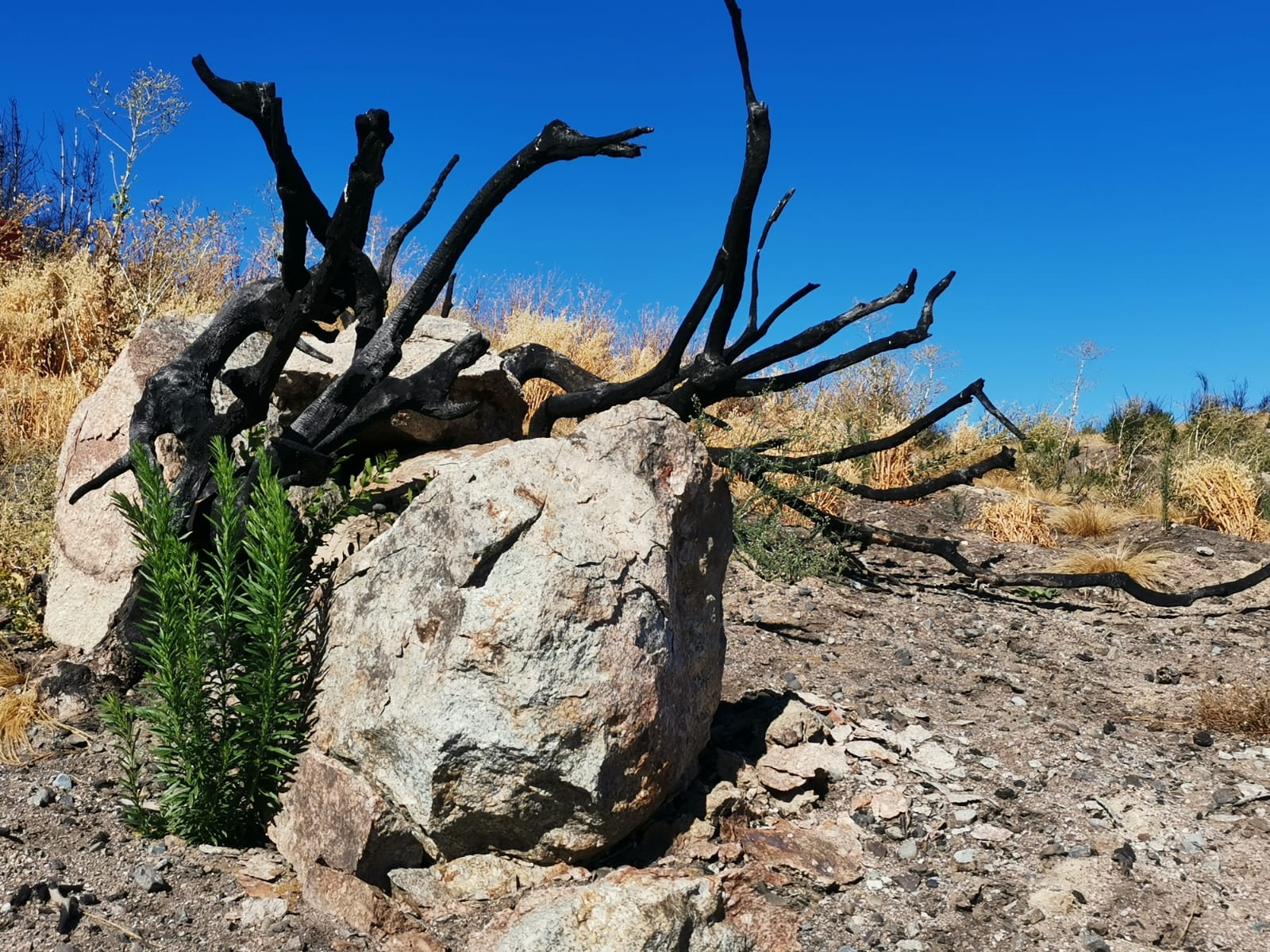 Los incendios catastróficos en Chile en un contexto de cambio climático