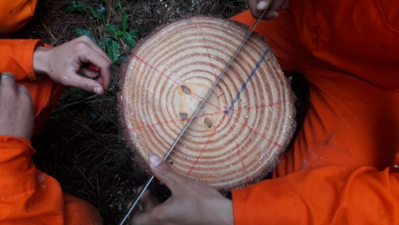 Convenio entre UACh y Forestal Mininco permite analizar recurso podado de Bosques del Plata utilizando Caliro-Saw