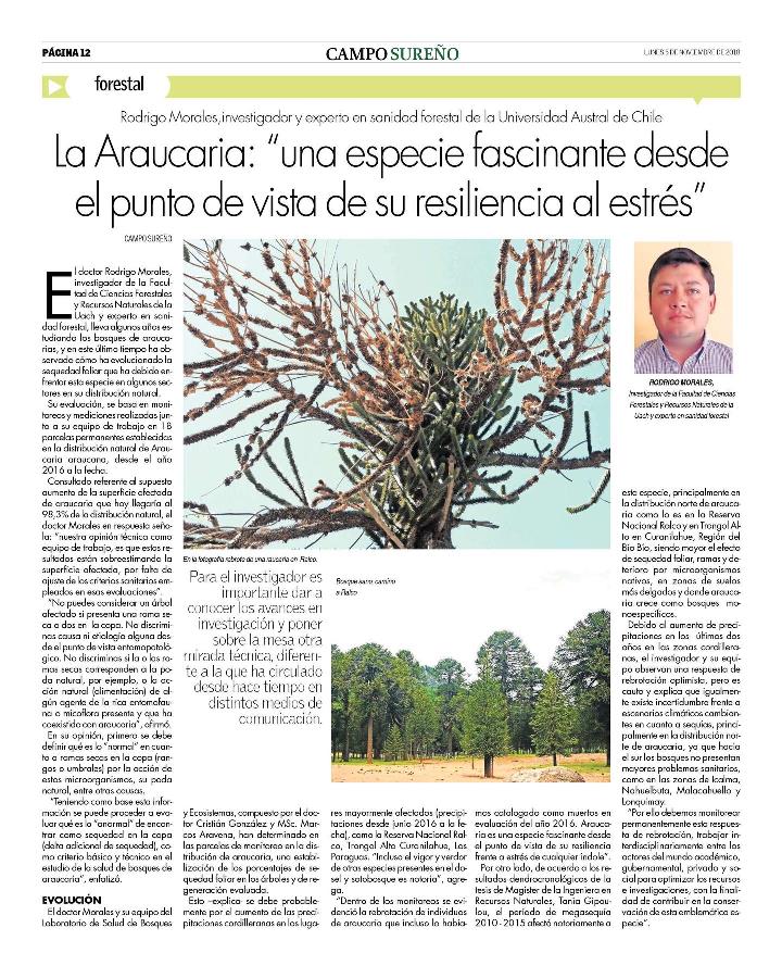 La araucaria: Una especie fascinante desde el punto de vista de su resiliencia al estrés