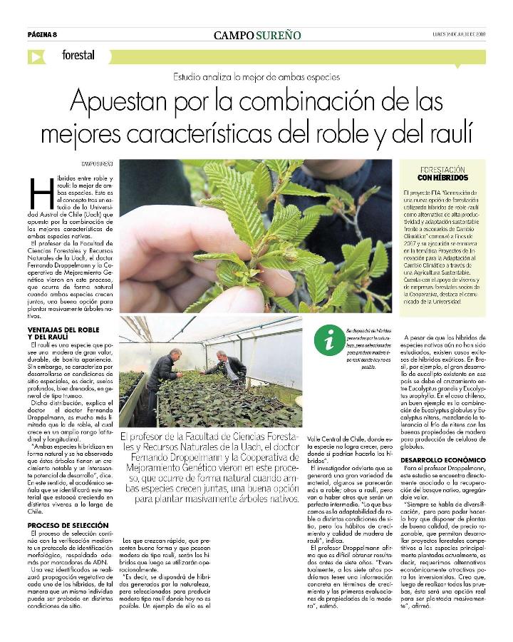 Apuestan por la combinación de las mejores características del roble y del raulí