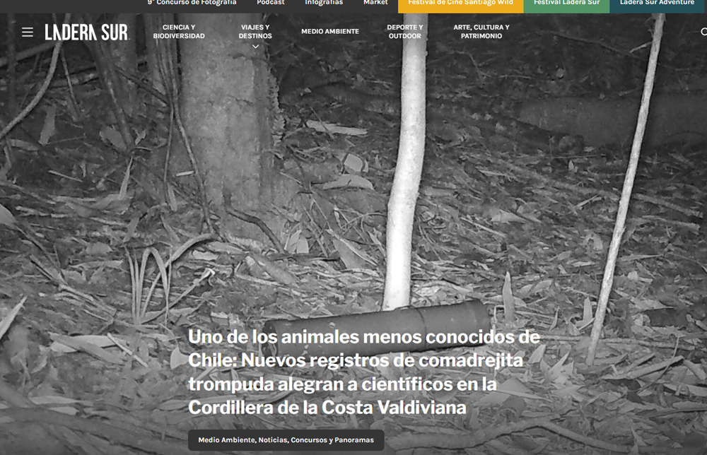 Uno de los animales menos conocidos de Chile: Nuevos registros de comadrejita trompuda alegran a científicos en Cordillera de la Costa Valdiviana