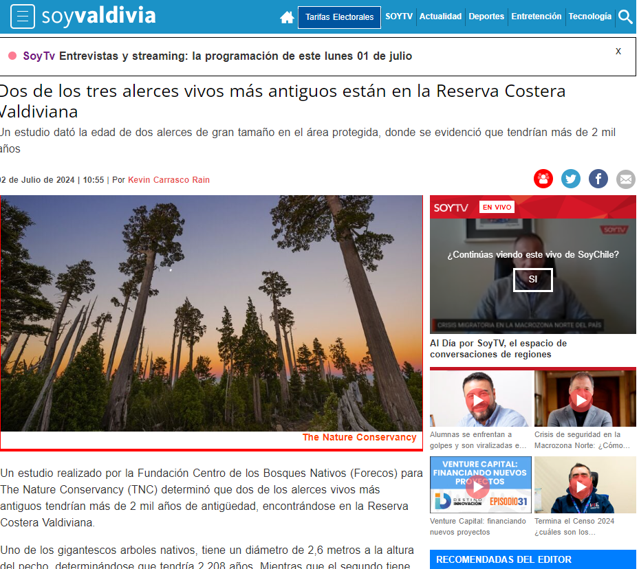 Dos de los tres alerces vivos más antiguos están en la Reserva Costera Valdiviana