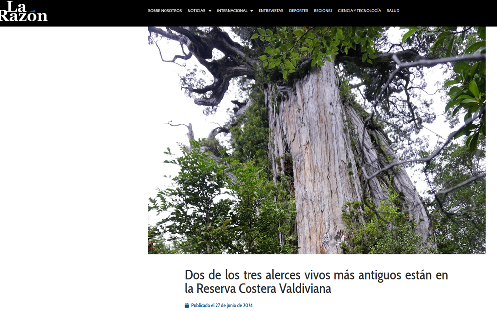 Dos de los tres alerces vivos más antiguos están en la Reserva Costera Valdiviana