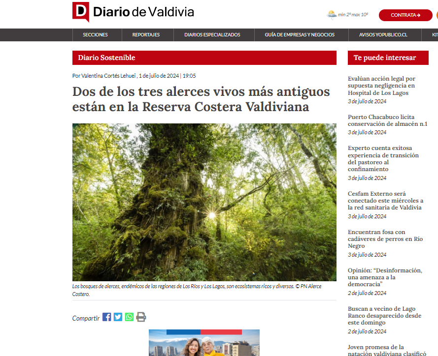 Dos de los tres alerces vivos más antiguos están en la Reserva Costera Valdiviana