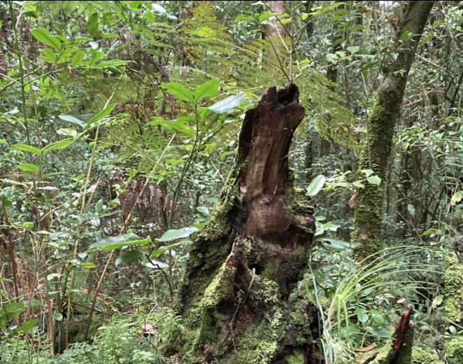 Una ruta escénica en el Parque Nacional Alerce Costero: avance al desarrollo sustentable