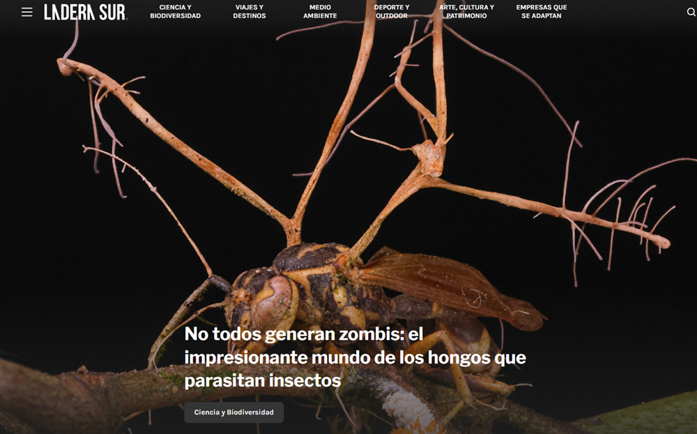 No todos generan zombis: el impresionante mundo de hongos que parasitan insectos