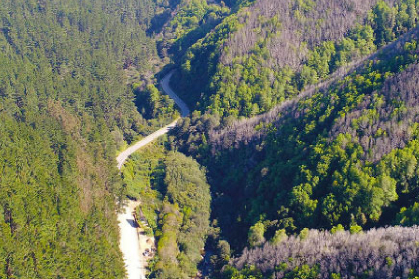 Incendios forestales e invasión de Pinus radiata: una doble amenaza para el ruil (Nothofagus alessandrii), especie en peligro de extinción