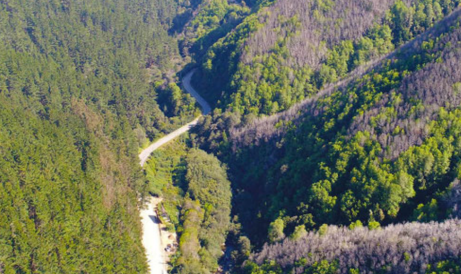 Incendios forestales e invasión de Pinus radiata: una doble amenaza para el ruil (Nothofagus alessandrii), especie en peligro de extinción