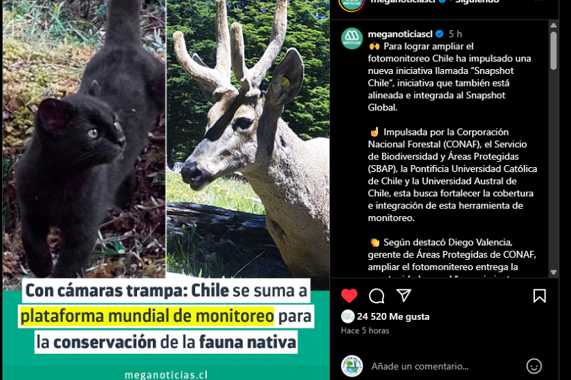 Con cámaras trampa: Chile se suma a plataforma mundial de monitoreo para la conservación de la fauna nativa