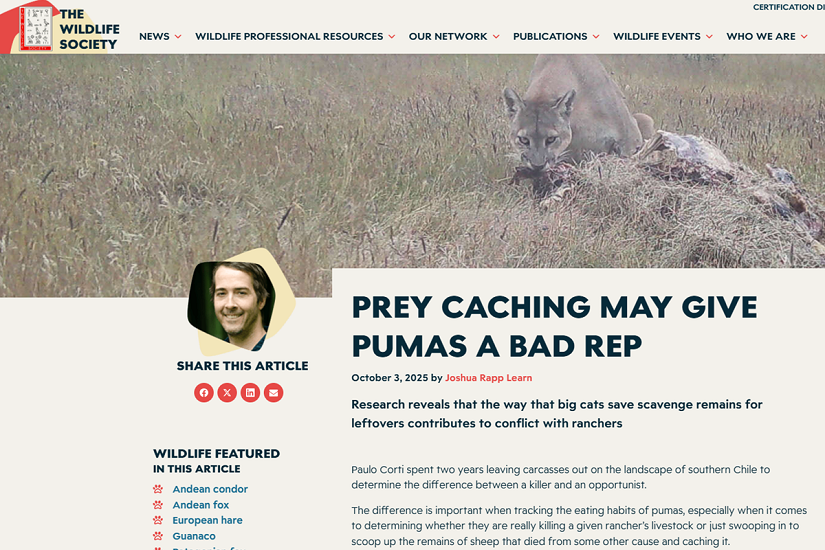 Prey caching may give pumas a bad rep