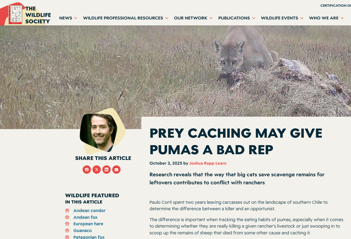 Prey caching may give pumas a bad rep
