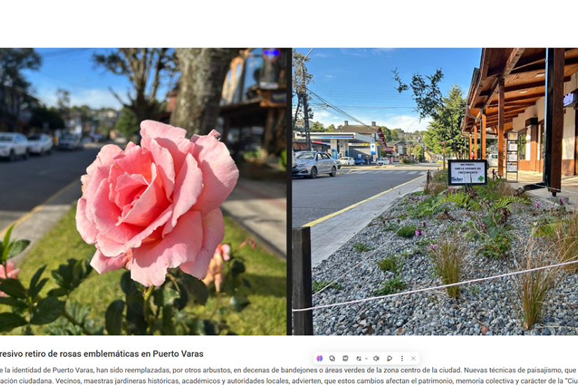 Vecinos denuncian progresivo retiro de rosas emblemáticas en Puerto Varas