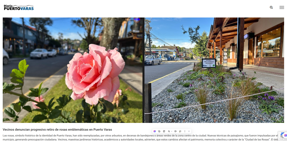 Vecinos denuncian progresivo retiro de rosas emblemáticas en Puerto Varas