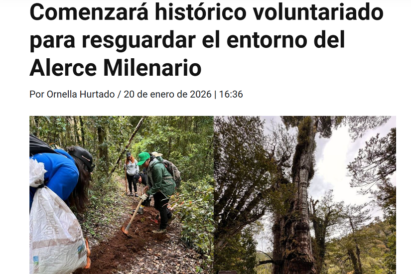 Comenzará histórico voluntariado para resguardar el entorno del Alerce Milenario