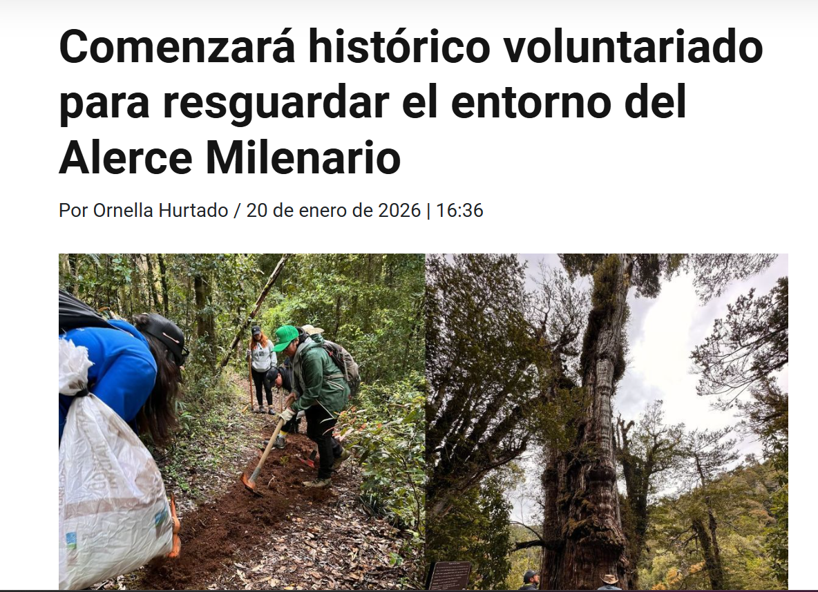 Comenzará histórico voluntariado para resguardar el entorno del Alerce Milenario
