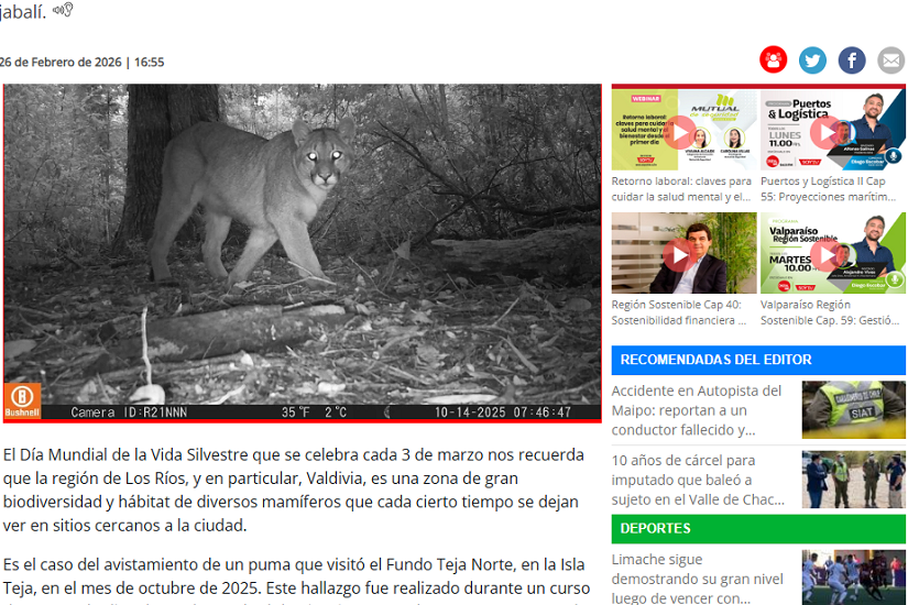 Un puma fue avistado en el Fundo Teja Norte de Valdivia
