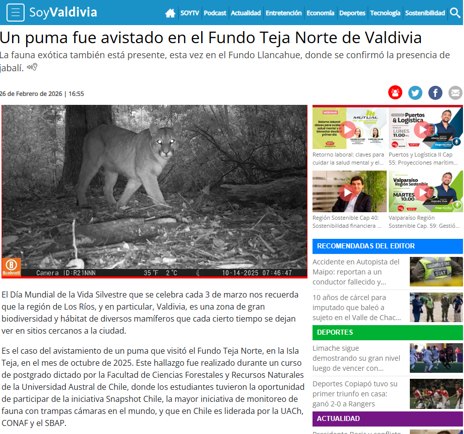 Un puma fue avistado en el Fundo Teja Norte de Valdivia