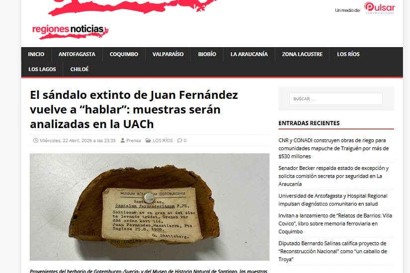 El sándalo extinto de Juan Fernández vuelve a “hablar”: muestras serán analizadas en la UACh