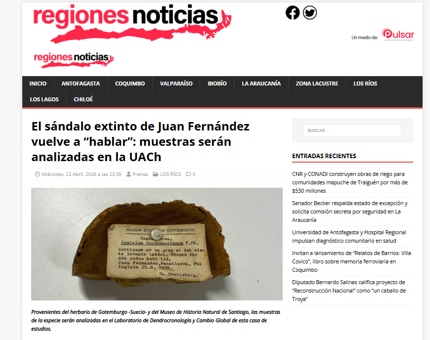El sándalo extinto de Juan Fernández vuelve a “hablar”: muestras serán analizadas en la UACh