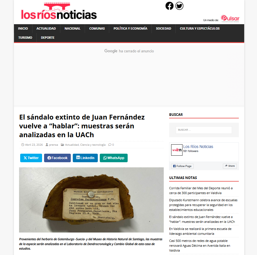 El sándalo extinto de Juan Fernández vuelve a “hablar”: muestras serán analizadas en la UACh