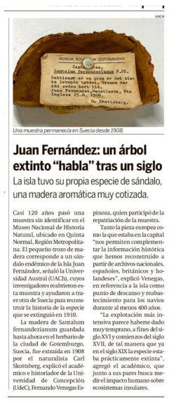 Juan Fernández: un árbol extinto habla tras un siglo
