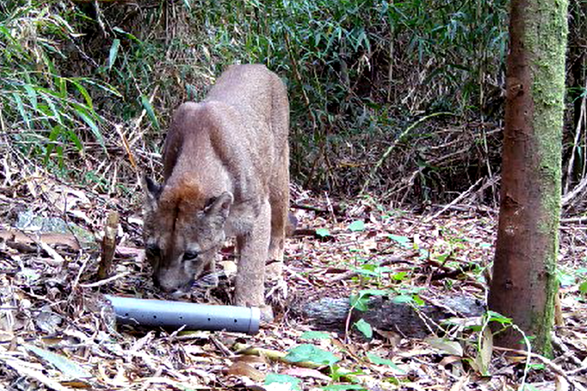 A través de cámaras trampa proyecto Fondecyt busca determinar las causas de las declinaciones y recuperaciones de la fauna nativa