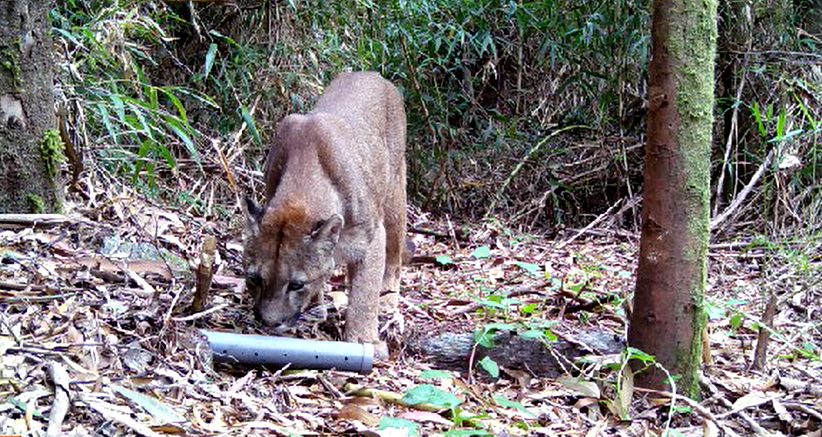 A través de cámaras trampa proyecto Fondecyt busca determinar las causas de las declinaciones y recuperaciones de la fauna nativa