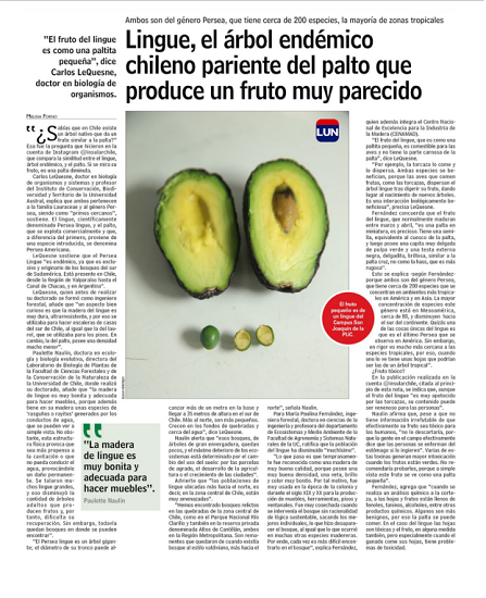 Lingue, el árbol endémico chileno pariente del palto que produce un fruto muy parecido