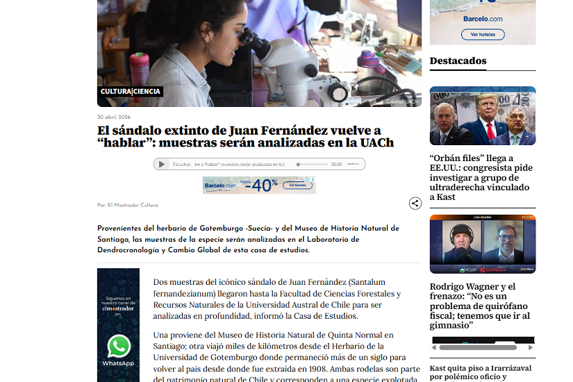 El sándalo extinto de Juan Fernández vuelve a “hablar”: muestras serán analizadas en la UACh
