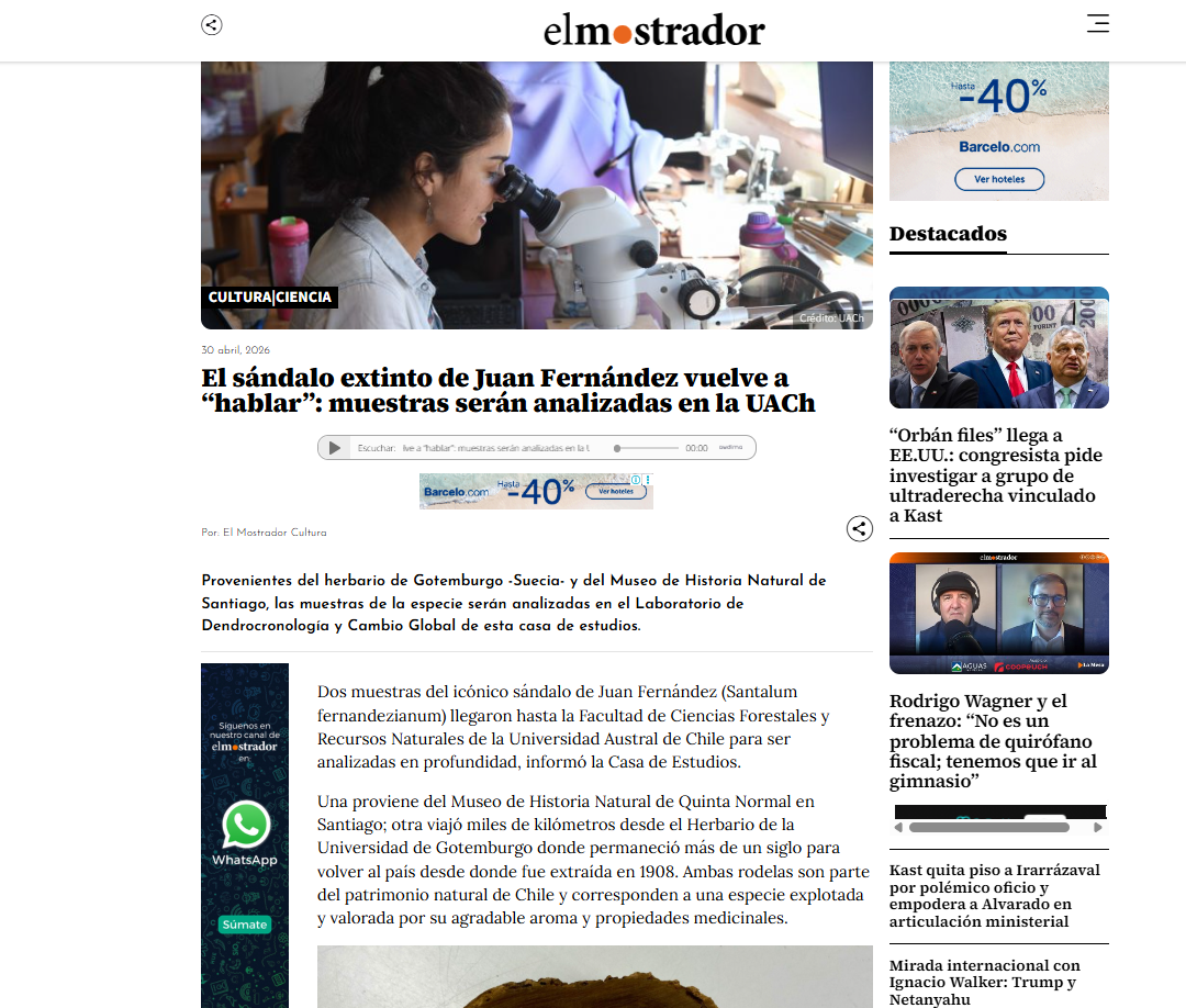 El sándalo extinto de Juan Fernández vuelve a “hablar”: muestras serán analizadas en la UACh