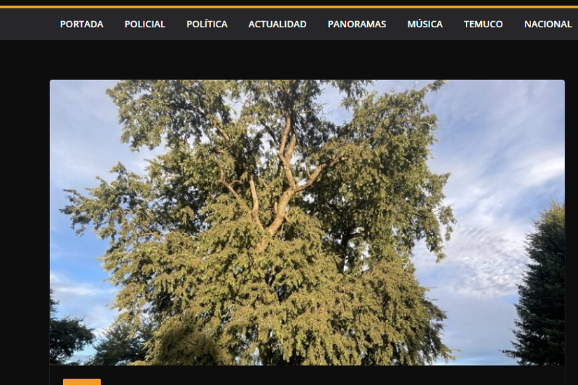 Ingeniero forestal destaca árboles patrimoniales de Temuco
