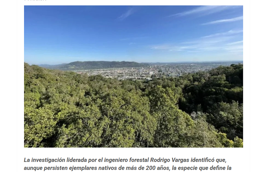 Temuco pierde el árbol que le dio su nombre: estudio revela ausencia de temus en la zona urbana