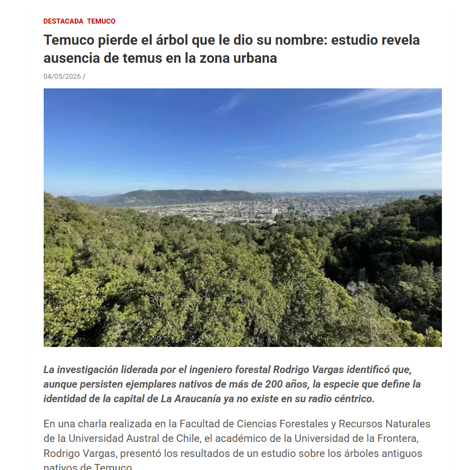 Temuco pierde el árbol que le dio su nombre: estudio revela ausencia de temus en la zona urbana