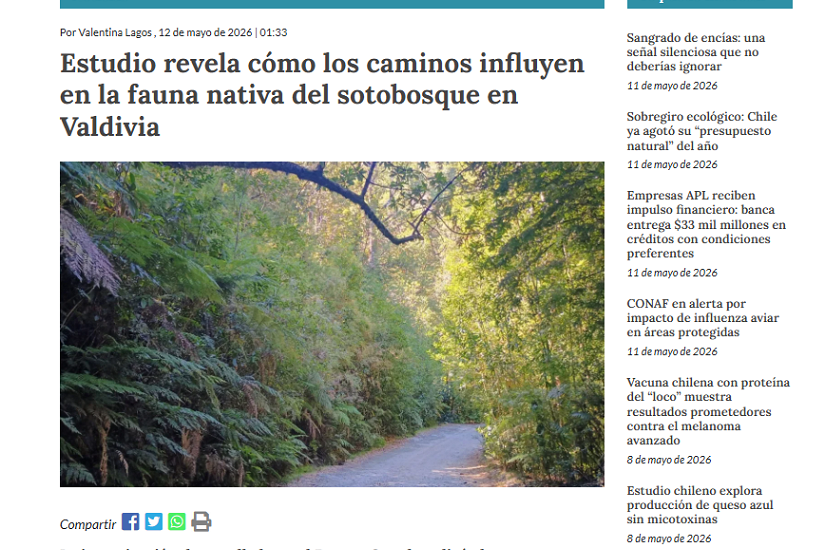 Estudio revela cómo los caminos influyen en la fauna nativa del sotobosque en Valdivia