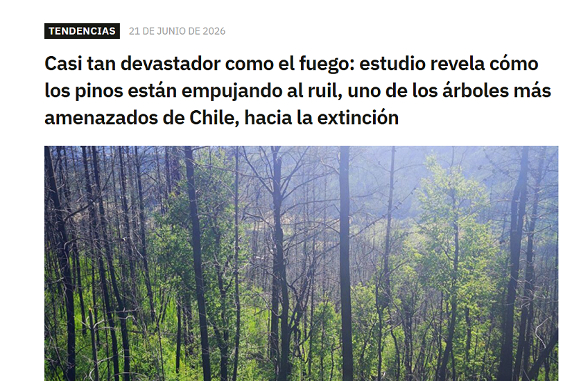 Casi tan devastador como el fuego: estudio revela cómo los pinos están empujando al ruil, uno de los árboles más amenazados de Chile, hacia la extinción