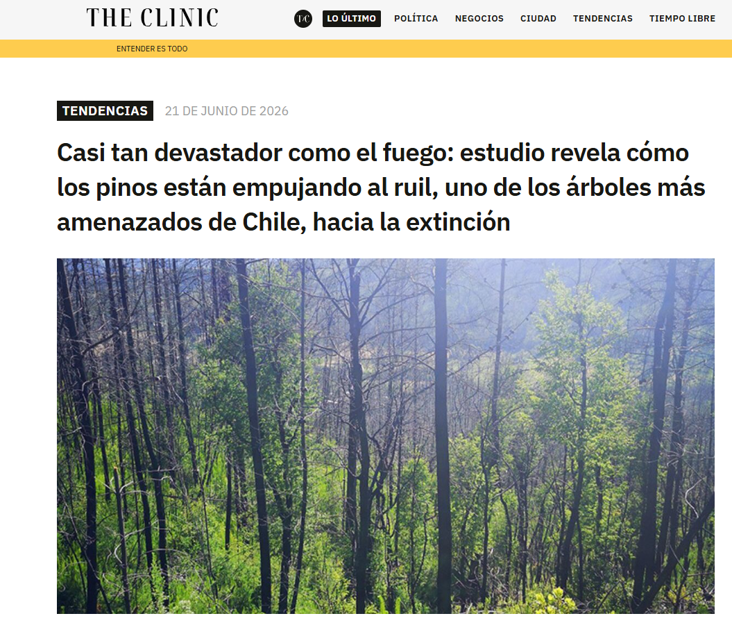 Casi tan devastador como el fuego: estudio revela cómo los pinos están empujando al ruil, uno de los árboles más amenazados de Chile, hacia la extinción