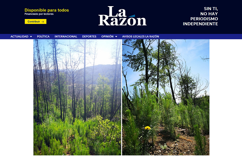 Incendios aceleran la invasión de pinos y amenazan los últimos bosques de ruil