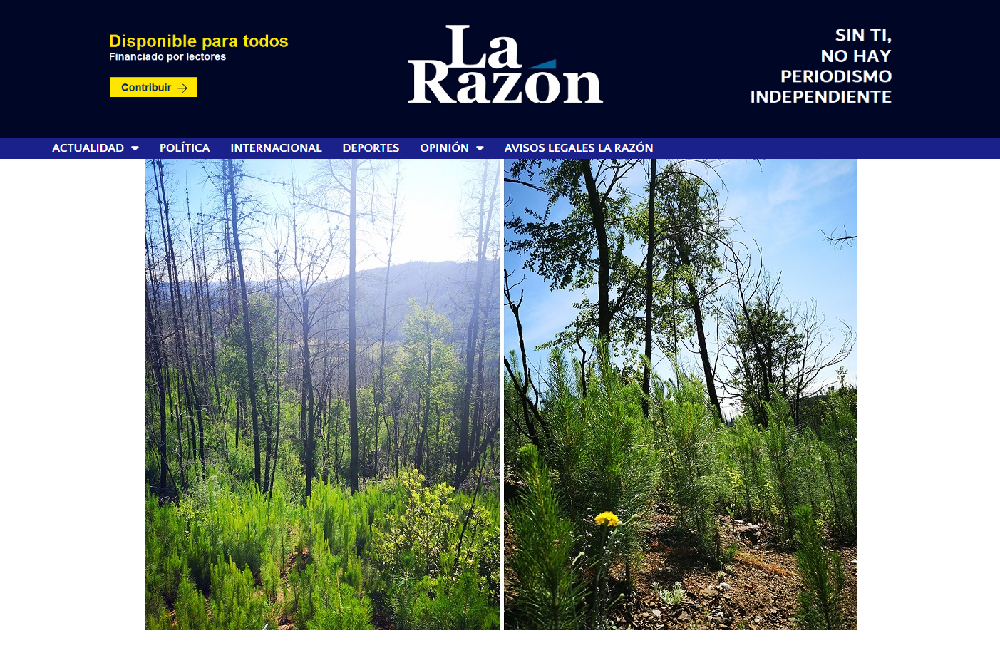 Incendios aceleran la invasión de pinos y amenazan los últimos bosques de ruil