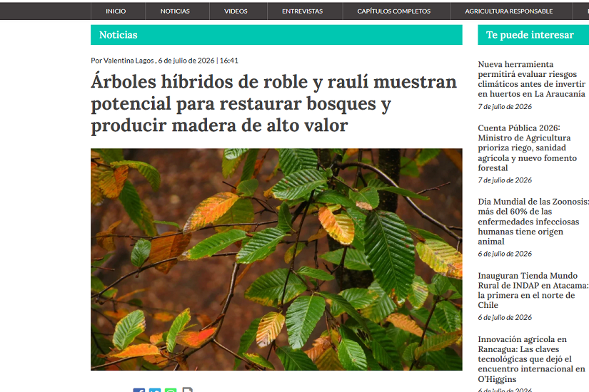 Árboles híbridos de roble y raulí muestran potencial para restaurar bosques y producir madera de alto valor