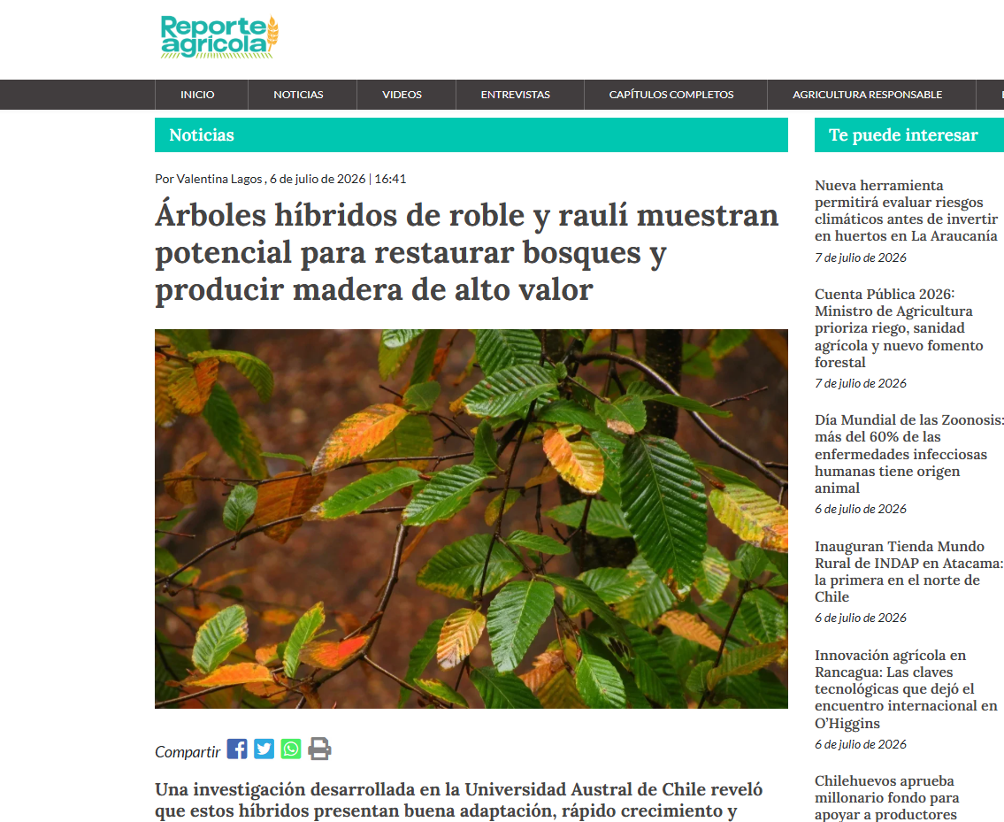 Árboles híbridos de roble y raulí muestran potencial para restaurar bosques y producir madera de alto valor
