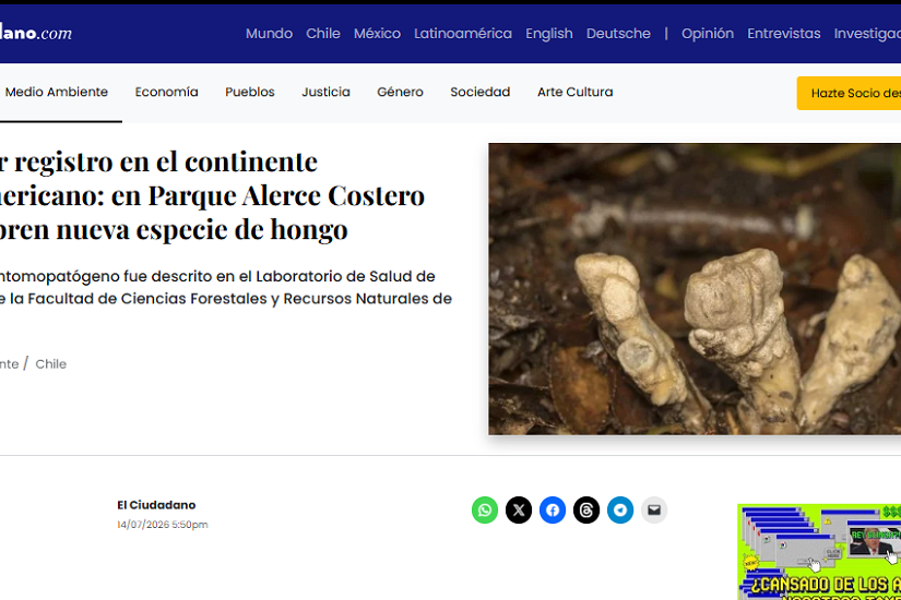 Primer registro en el continente sudamericano: en Parque Alerce Costero descubren nueva especie de hongo