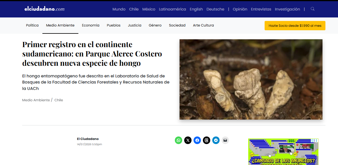 Primer registro en el continente sudamericano: en Parque Alerce Costero descubren nueva especie de hongo