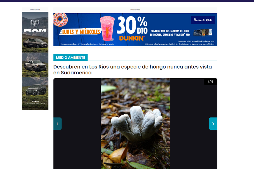Descubren en Los Ríos una especie de hongo nunca antes vista en Sudamérica